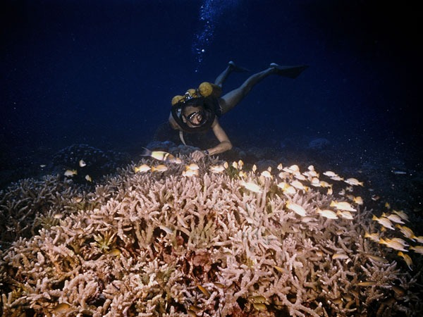 Жан-Ив Кусто исследует  коралловые рифы в Индийском океане
