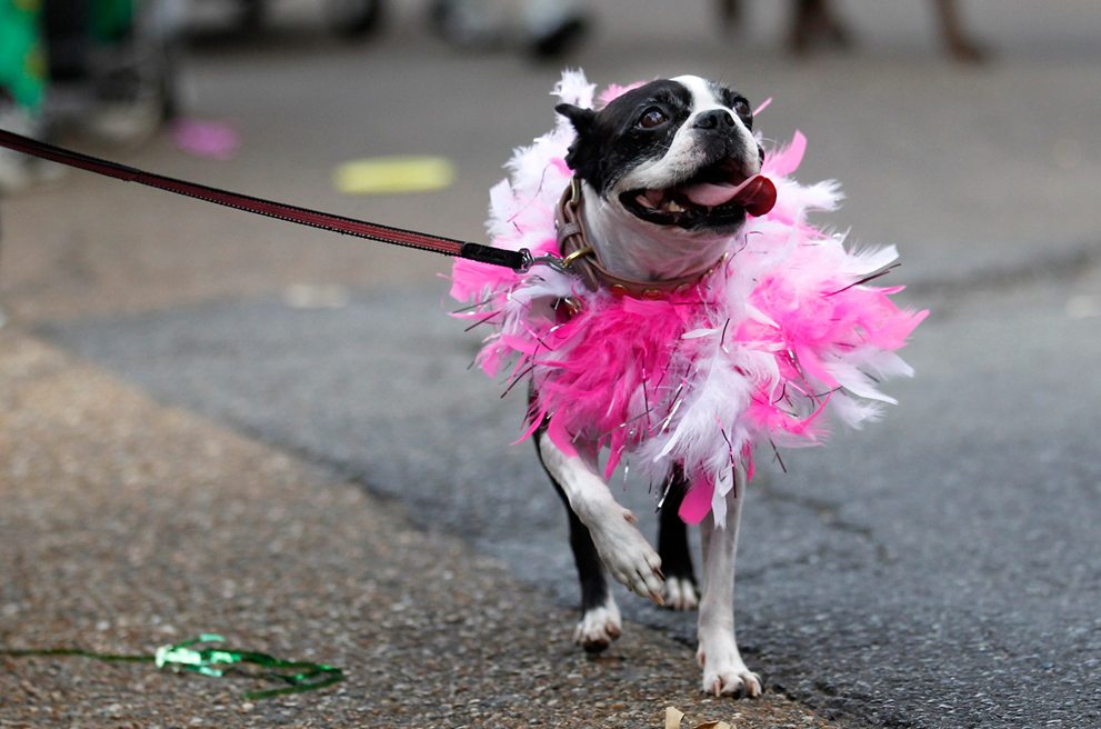 Собака одетая в костюм на параде собак и их владельцев
