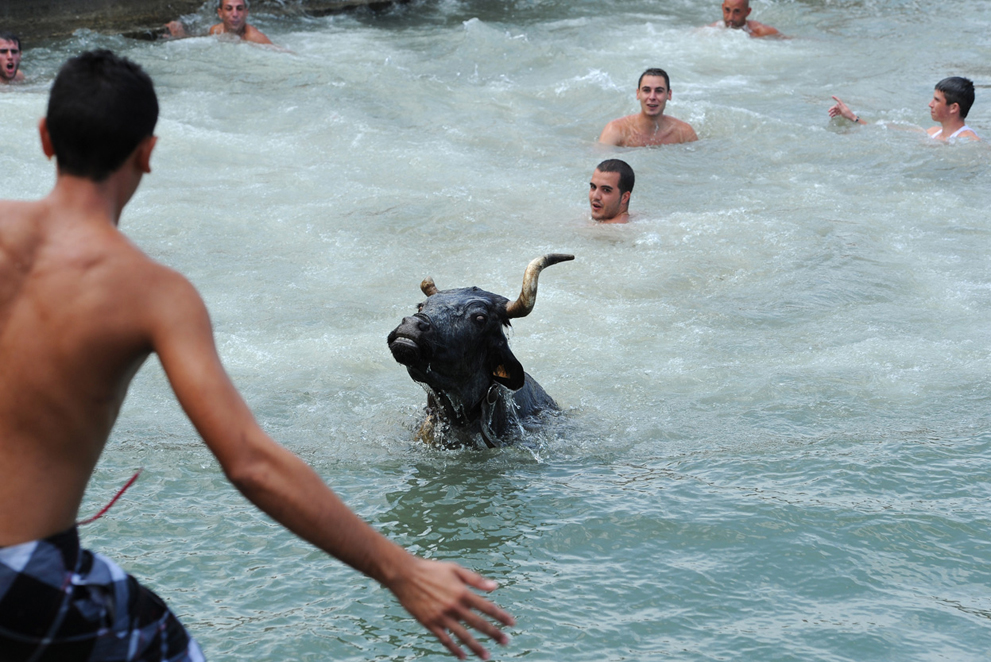 Бык плывёт после того, как он попал в воду, гонясь за людьми во время " Бега быков". Испания