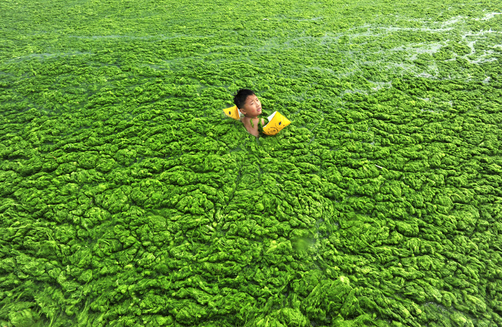 Мальчик плавает в водорослях, которыми заполнены побережья  Циндао, провинция Шаньдун, Китай