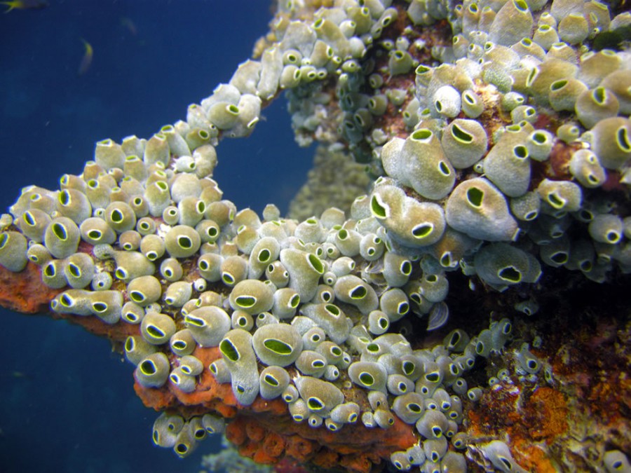 кораллов на мачте Sankisan Мару