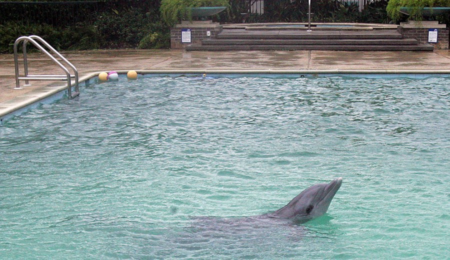 Один из трех дельфинов эвакуированых из океана  играет в бассейне отеля в Галфпорт