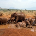 Слоны, слонихи и слонята.