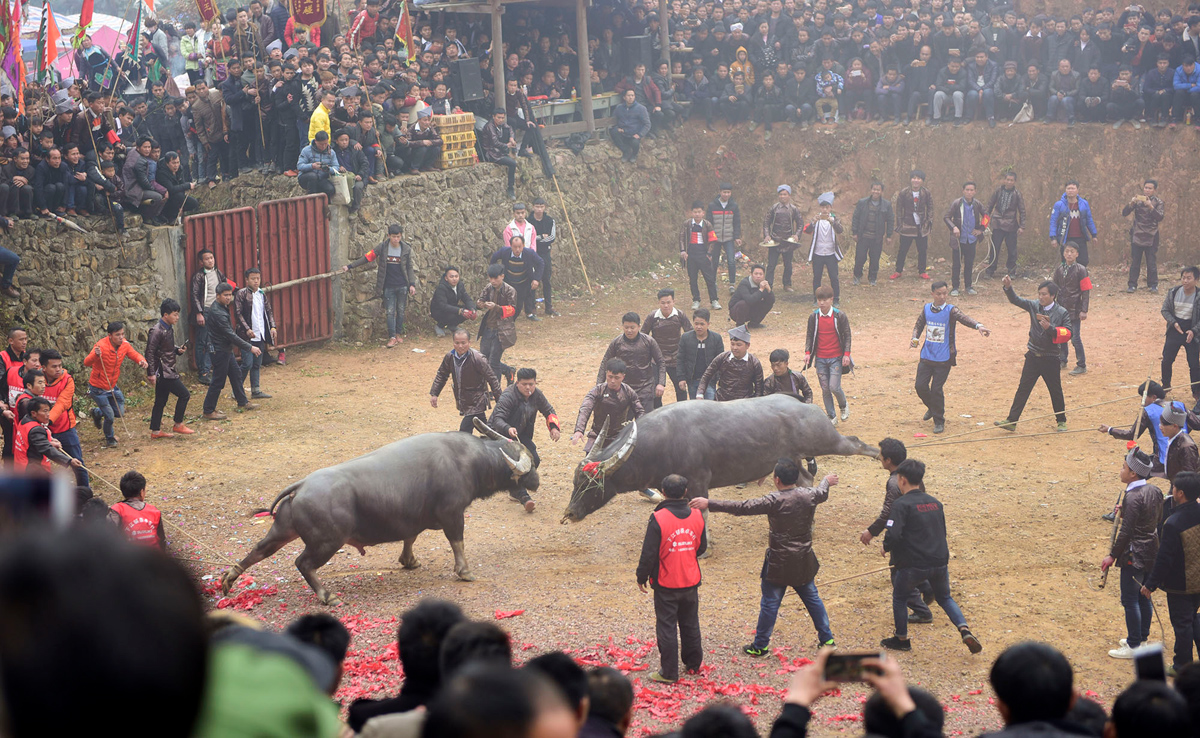 Жители деревни округа Конгзян наблюдают, как быки сражаются друг с другом.
