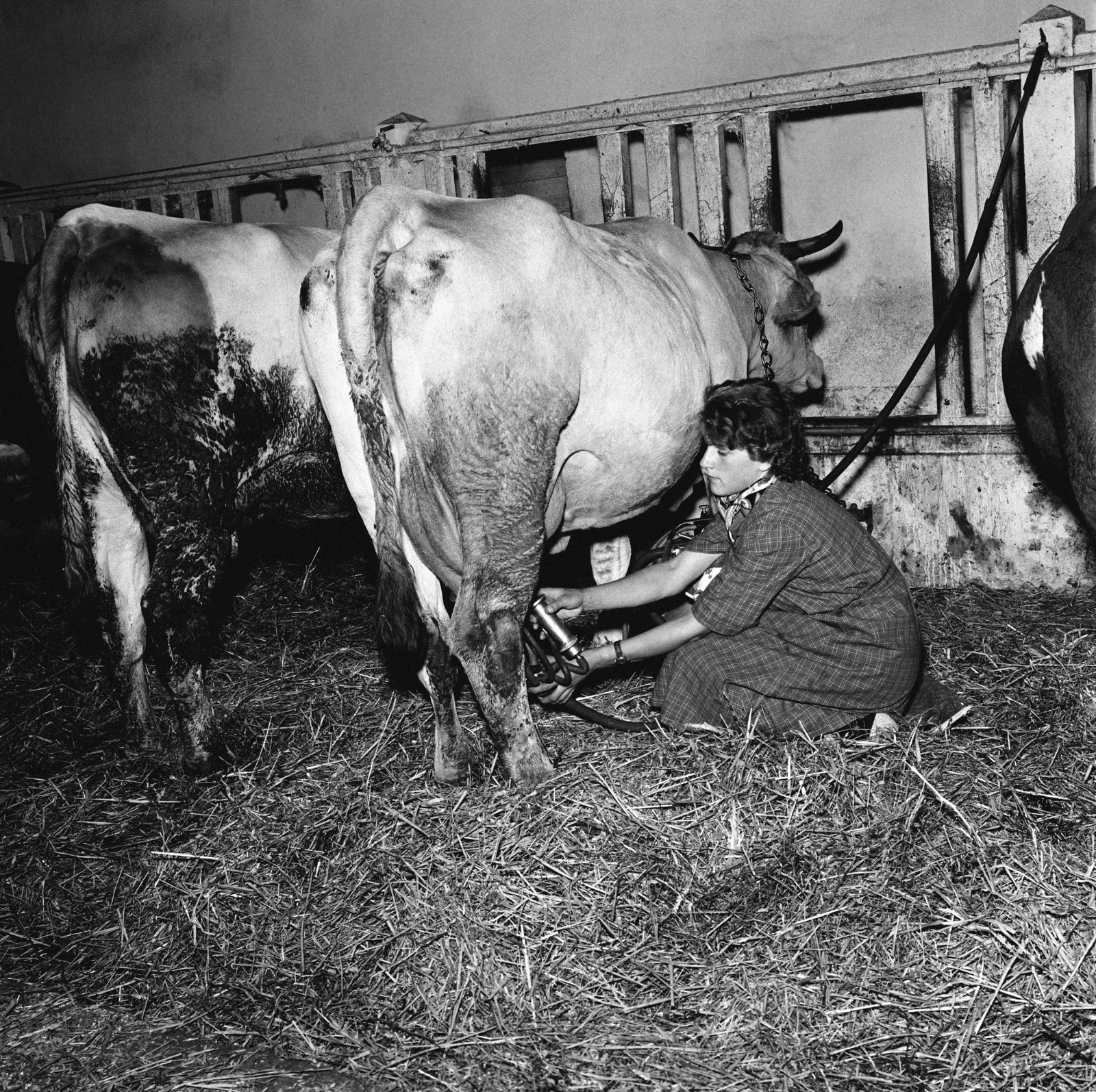 1954 год. Сельское хозяйство во Франции.