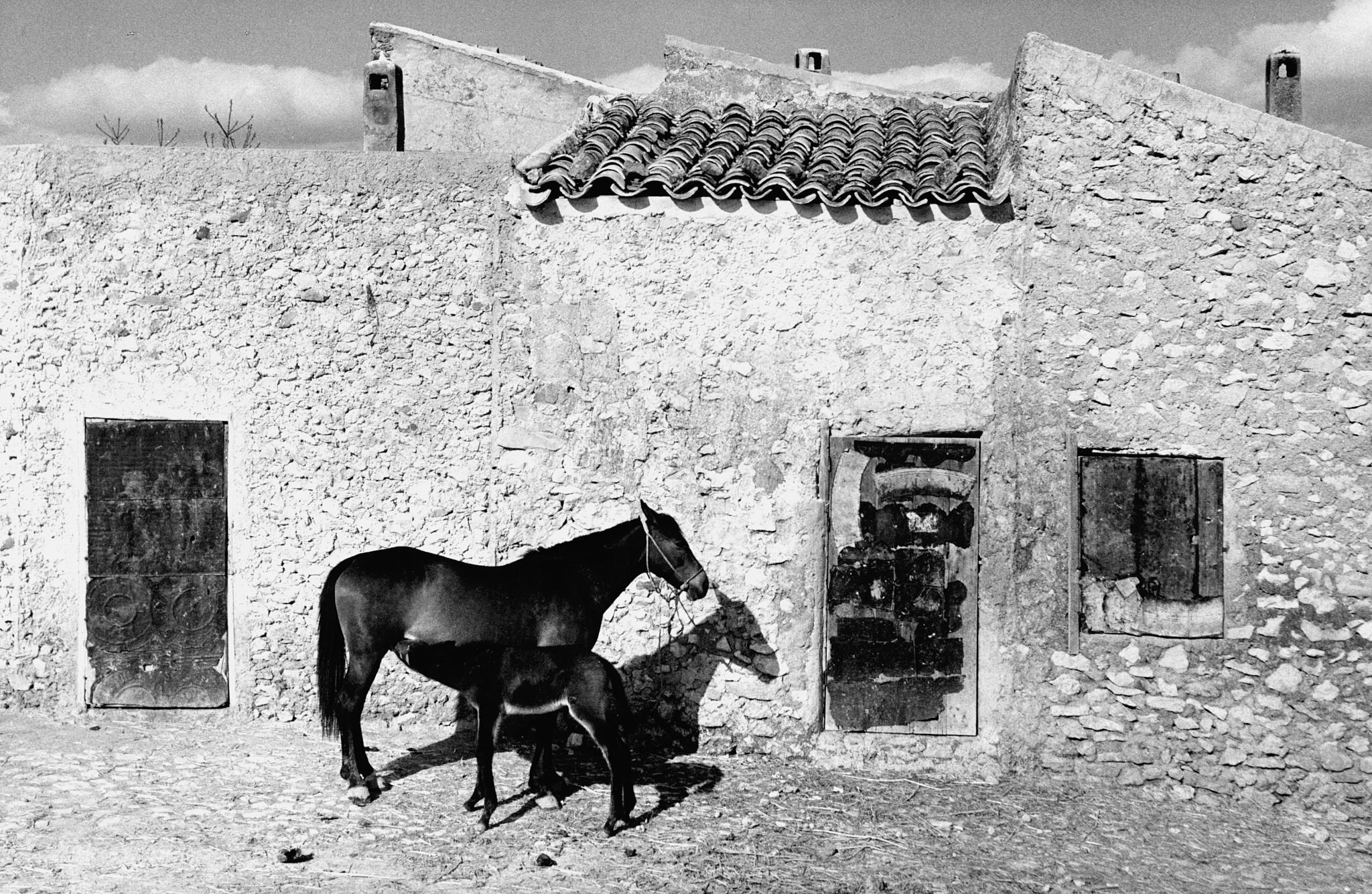 1949 год. Сицилия.